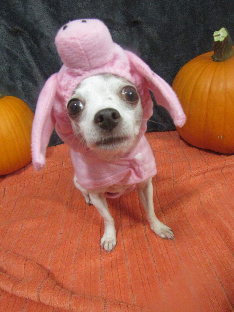 A dog looks angrily at the camera after being made to wear a pig costume.