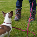 Teaching Your Chihuahua to Sit, Part 1