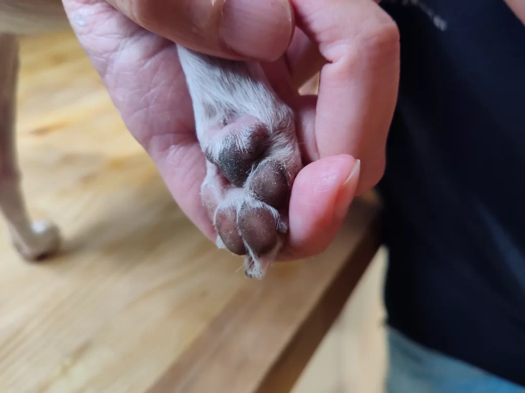 a close up of a dog's foot.