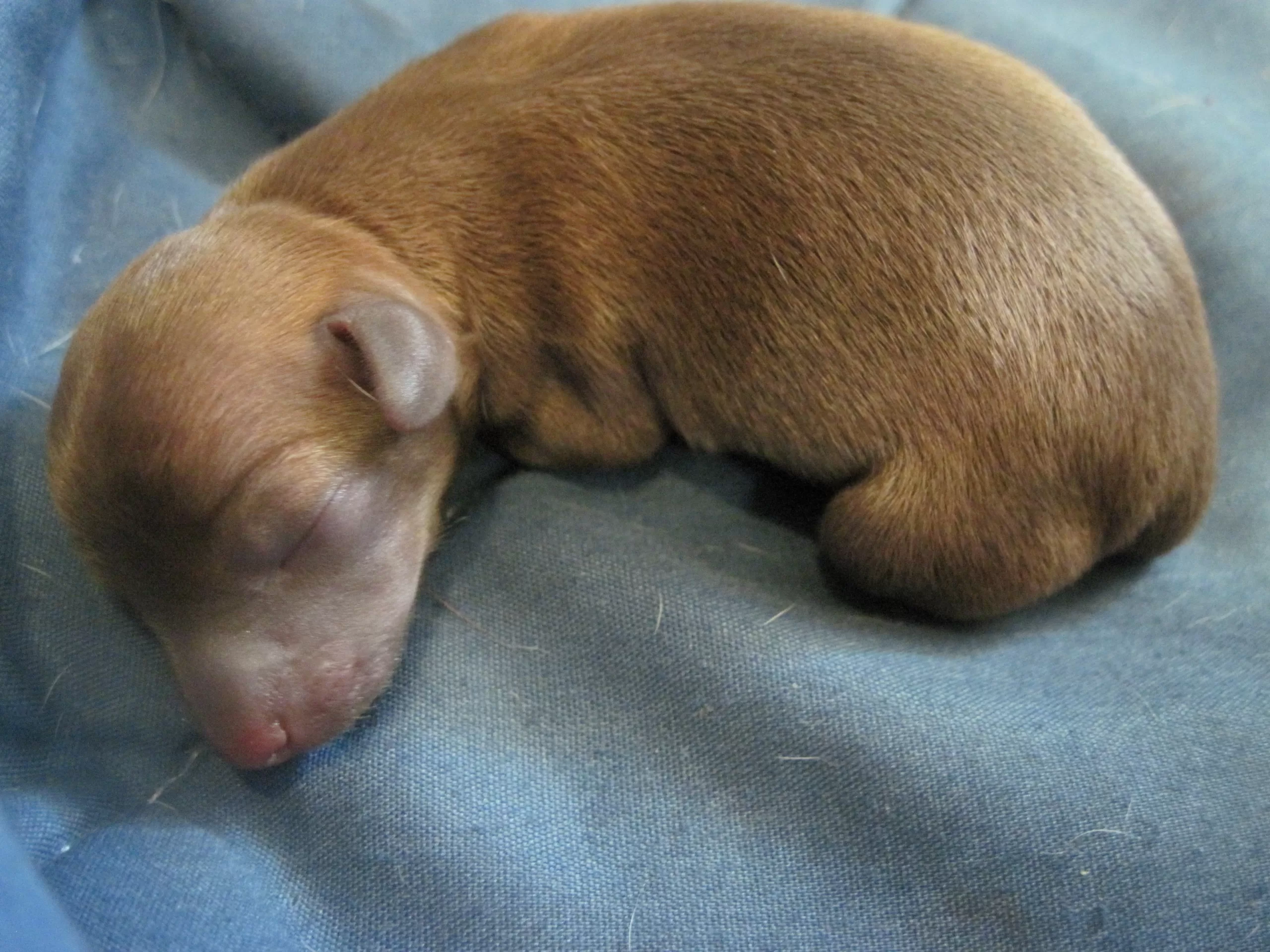 a newborn chihuahua puppy.