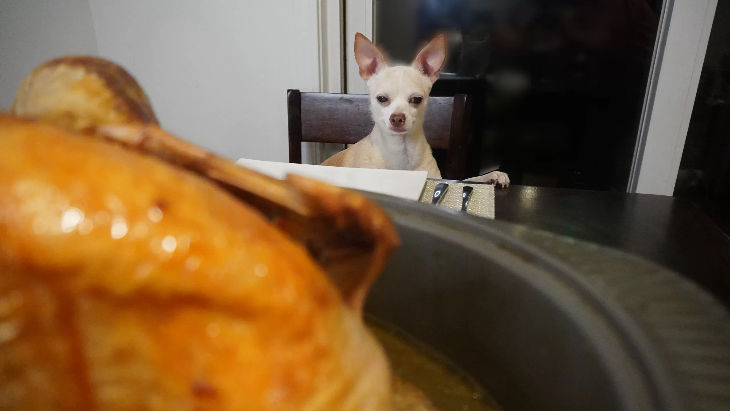 dog hopes for turkey.