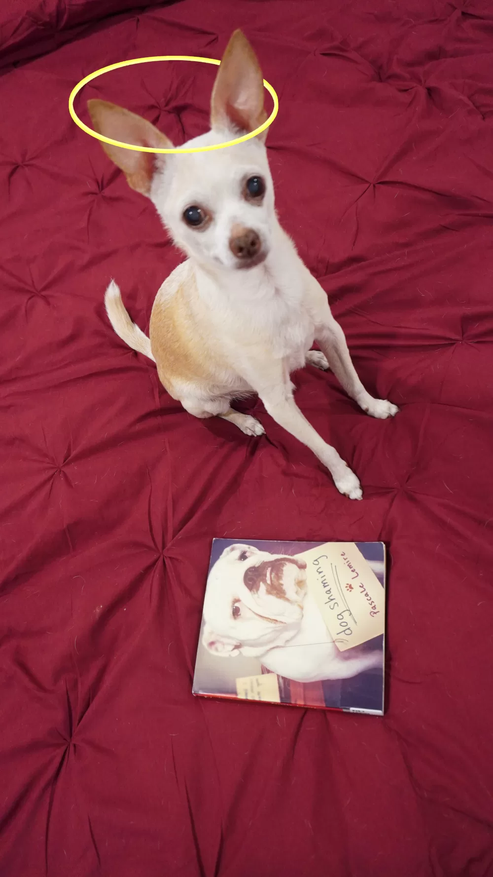 dog shaming book and a chihuahua with a halo.