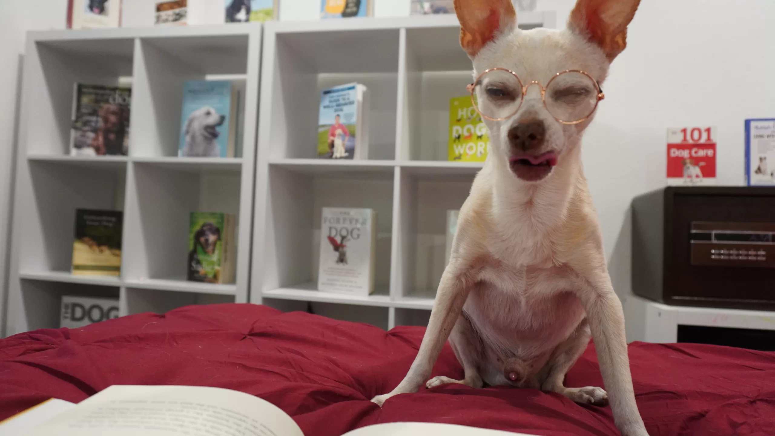 chihuahua wearing glasses reads a book. He is yawning, and his tongue pokes out just a little bit. Behind him are all the books in a reading challenge on shelves.