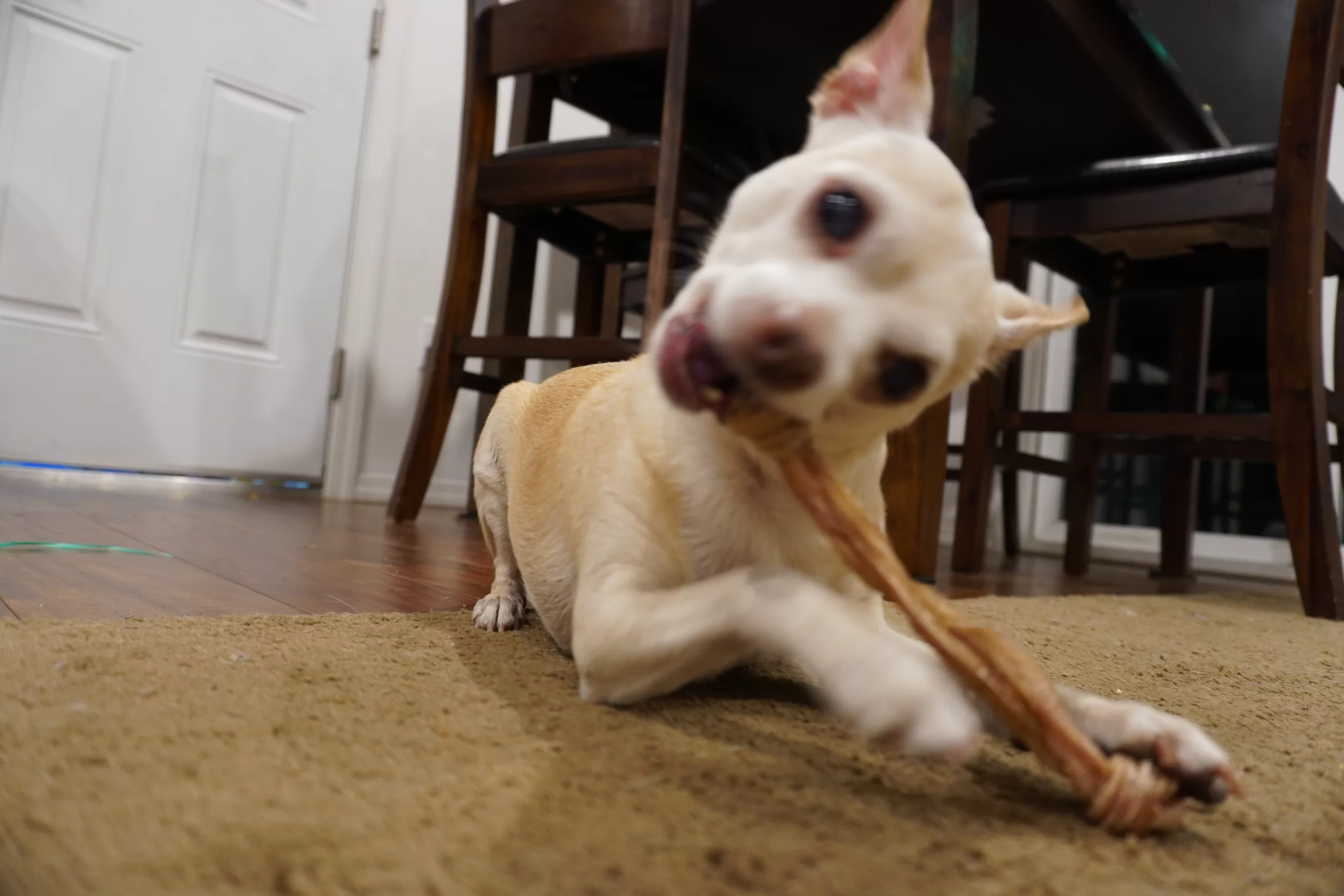 a chihuahua chewing on a beef tendon.