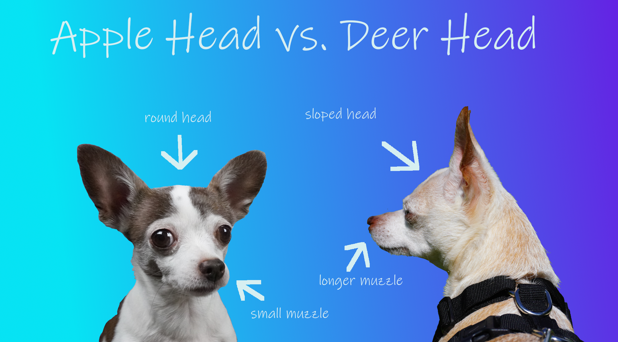 A chihuahua with a round apple head and short muzzle, a deer head chihuahua with a flatter, sloped head.