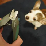 Best Nail Trimming Tools for Chihuahuas