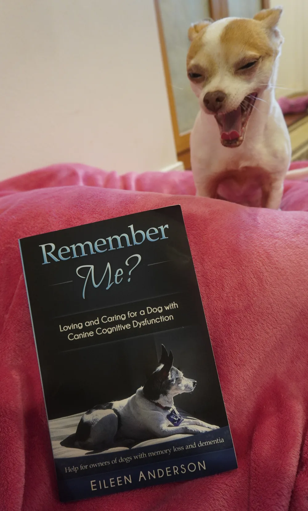 a chihuahua sits by the book, Remember Me?