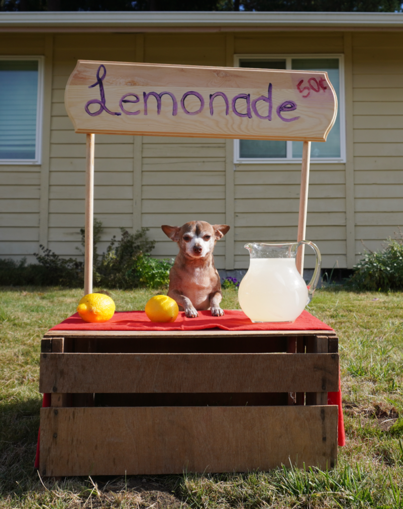 a chihuahua in two paws up in a lemonade stand prop.