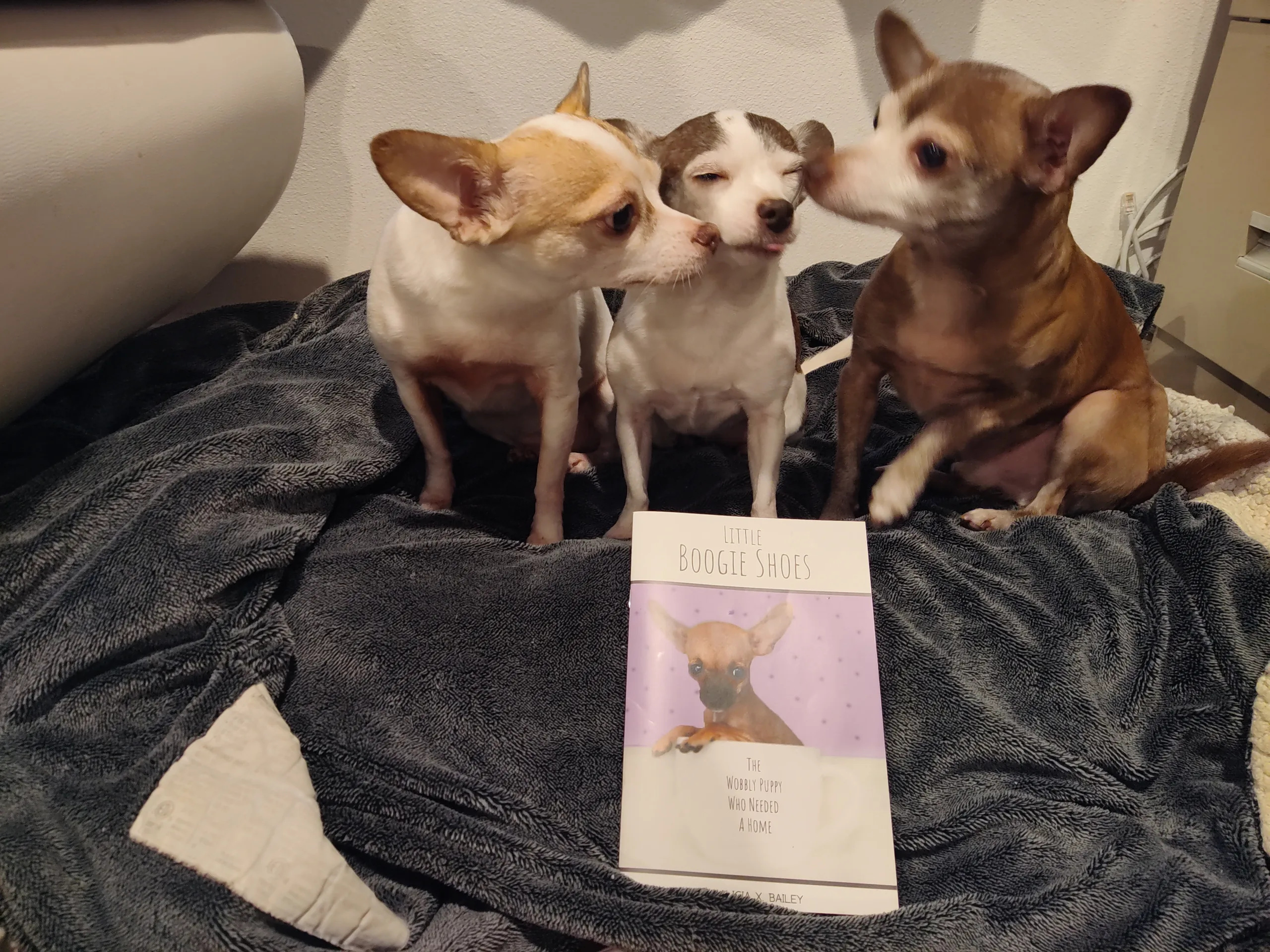 3 chihuahuas smooch over the Little Boogie Shoes book.